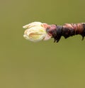 Flower buds on an apple tree branch in early spring. Royalty Free Stock Photo