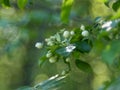 The flower buds of apple tree on a natural green blurred background. Selected focus, shallow depth of field Royalty Free Stock Photo