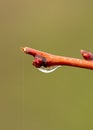 Flower buds on an apricot branch in early spring. Royalty Free Stock Photo
