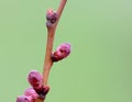 Flower buds on an apricot branch in early spring. Royalty Free Stock Photo