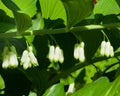 Flower buds on blooming polygonatum odoratum, angular Solomon`s seal, close-up, selective focus, shallow DOF