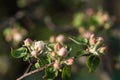 Flower buds on a branch of an apple tree Royalty Free Stock Photo