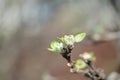 Flower buds on a branch of an apple tree Royalty Free Stock Photo