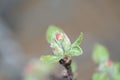 Flower buds on a branch of an apple tree Royalty Free Stock Photo