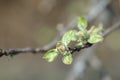 Flower buds on a branch of an apple tree Royalty Free Stock Photo