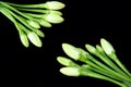 Flower buds bunch background