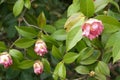 Flower buds of of Camelia japonia Theaceae . Pink variety