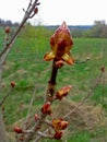 Flower buds chestnut & x28;Aesculus hippocastanum& x29; spring budding