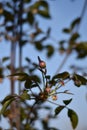Clematis montana Rubens - flower buds Royalty Free Stock Photo