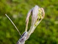 Flower buds cluster of rowan tree, sorbus aucuparia. The branch with young green leaves and flower buds in early spring Royalty Free Stock Photo