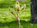 Flower buds cluster of rowan tree, sorbus aucuparia. The branch with young green leaves and flower buds in early spring Royalty Free Stock Photo