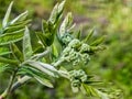 Flower buds cluster of rowan tree, sorbus aucuparia. The branch with young green leaves and flower buds in early spring Royalty Free Stock Photo