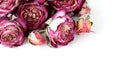 Flower buds dry roses Royalty Free Stock Photo