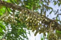 Flower buds of Durain on branch of tree