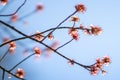 Flower buds at the end of a tree branch just before they bloom Royalty Free Stock Photo