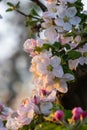 Flower buds, flowers and green young leaves on a branch of a blooming apple tree. Close-up of pink buds and blossoms of an apple Royalty Free Stock Photo