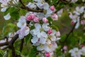 Flower buds, flowers and green young leaves on a branch of a blooming apple tree. Close-up of pink buds and blossoms of an apple Royalty Free Stock Photo