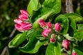 Flower buds, flowers and green young leaves on a branch of a blooming apple tree. Close-up of pink buds and blossoms of an apple Royalty Free Stock Photo