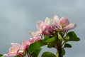 Flower buds, flowers and green young leaves on a branch of a blooming apple tree. Close-up of pink buds and blossoms of an apple Royalty Free Stock Photo