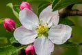 Flower buds, flowers and green young leaves on a branch of a blooming apple tree. Close-up of pink buds and blossoms of an apple Royalty Free Stock Photo