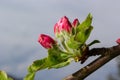 Flower buds, flowers and green young leaves on a branch of a blooming apple tree. Close-up of pink buds and blossoms of an apple Royalty Free Stock Photo