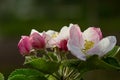 Flower buds, flowers and green young leaves on a branch of a blooming apple tree. Close-up of pink buds and blossoms of an apple Royalty Free Stock Photo