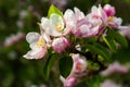 Flower buds, flowers and green young leaves on a branch of a blooming apple tree. Close-up of pink buds and blossoms of an apple Royalty Free Stock Photo