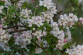 Flower buds, flowers and green young leaves on a branch of a blooming apple tree. Close-up of pink buds and blossoms of an apple Royalty Free Stock Photo