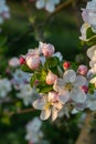 Flower buds, flowers and green young leaves on a branch of a blooming apple tree. Close-up of pink buds and blossoms of an apple Royalty Free Stock Photo