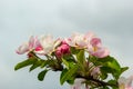 Flower buds, flowers and green young leaves on a branch of a blooming apple tree. Close-up of pink buds and blossoms of an apple Royalty Free Stock Photo