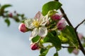 Flower buds, flowers and green young leaves on a branch of a blooming apple tree. Close-up of pink buds and blossoms of an apple Royalty Free Stock Photo