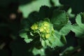 Flower buds and flowers of Lady\'s mantle (Alchemilla)