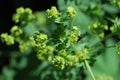 Flower buds and flowers of Lady\'s mantle (Alchemilla)