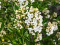 Flower buds and flowers of leathery viburnum, Viburnum rhytidophyllum in spring