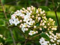 Flower buds and flowers of leathery viburnum, Viburnum rhytidophyllum in spring