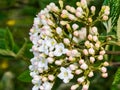 Flower buds and flowers of leathery viburnum, Viburnum rhytidophyllum in spring