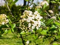 Flower buds and flowers of leathery viburnum, Viburnum rhytidophyllum in spring