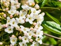 Flower buds and flowers of leathery viburnum, Viburnum rhytidophyllum in spring