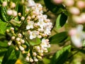 Flower buds and flowers of leathery viburnum, Viburnum rhytidophyllum in spring