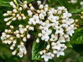 Flower buds and flowers of leathery viburnum, Viburnum rhytidophyllum in spring