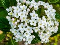 Flower buds and flowers of leathery viburnum, Viburnum rhytidophyllum in spring