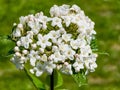 Flower buds and flowers of leathery viburnum, Viburnum rhytidophyllum in spring