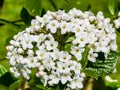 Flower buds and flowers of leathery viburnum, Viburnum rhytidophyllum in spring