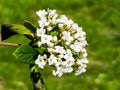 Flower buds and flowers of leathery viburnum, Viburnum rhytidophyllum in spring Royalty Free Stock Photo