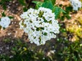 Flower buds and flowers of leathery viburnum, Viburnum rhytidophyllum in spring