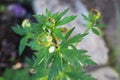 Flower buds on a Globe Flower about to bloom