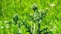 Flower buds of Great globe-thistle or Echinops sphaerocephalus in weed close-up, selective focus, shallow DOF