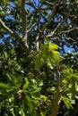 Flower buds and leaves in canopy of a snowflake aralia tree (trevesia sundaica), native to Indonesia