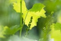 Flower buds and leaves of shoots grapevine spring