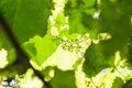 Flower buds and leaves of shoots grapevine spring